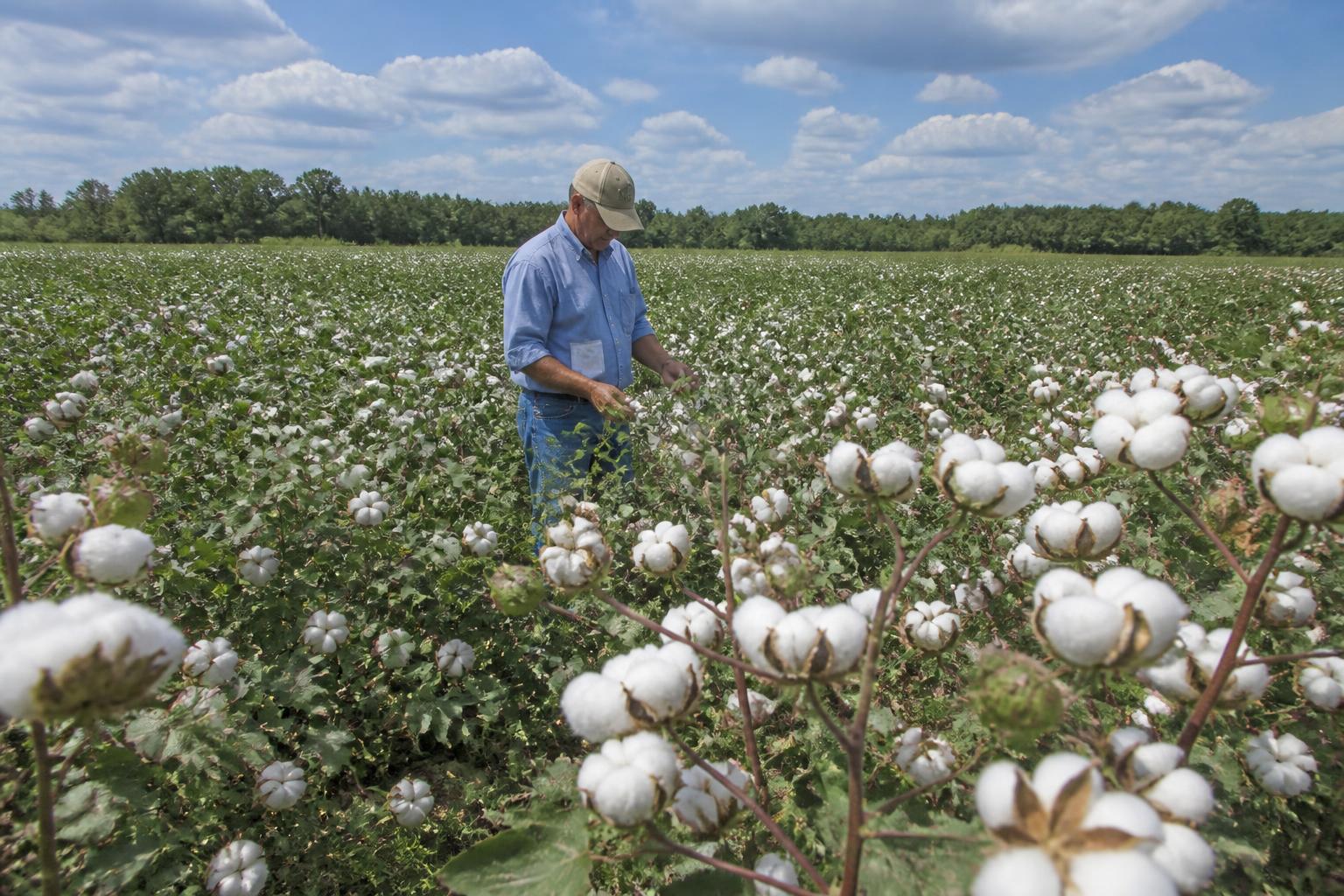 Louisiana Crop Protection: Managing Heat, Shifting Crop Calendars, and Water Stress