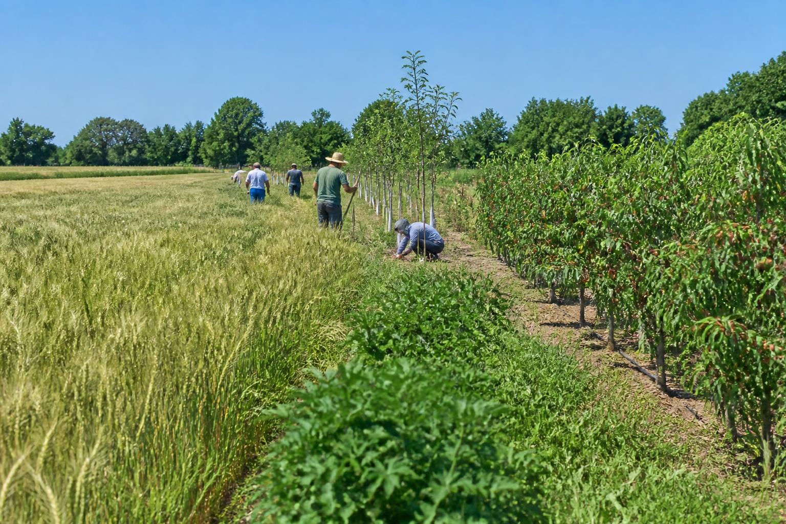 Maryland Farmers Leverage Diversification and Agritech to Fight Summer Pressures
