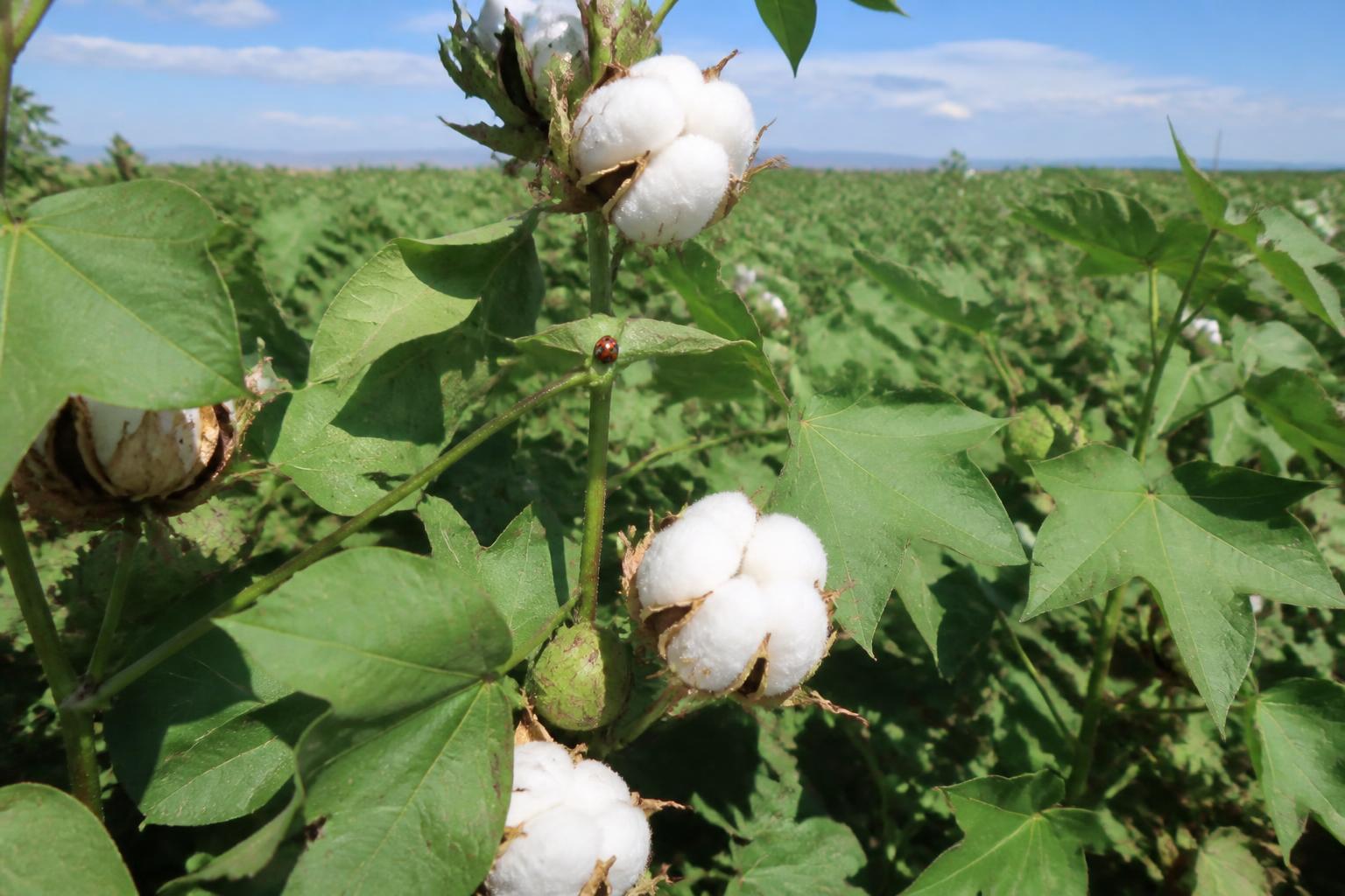 Arizona Ag Logistics: Moving Desert Crops Amid Summer Heat and Global Shipping Pressures
