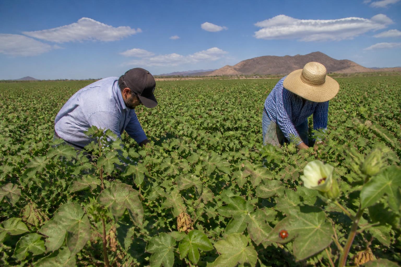 Arizona Ag Transport: Navigating Summer Heat and Crop Shipping Demands