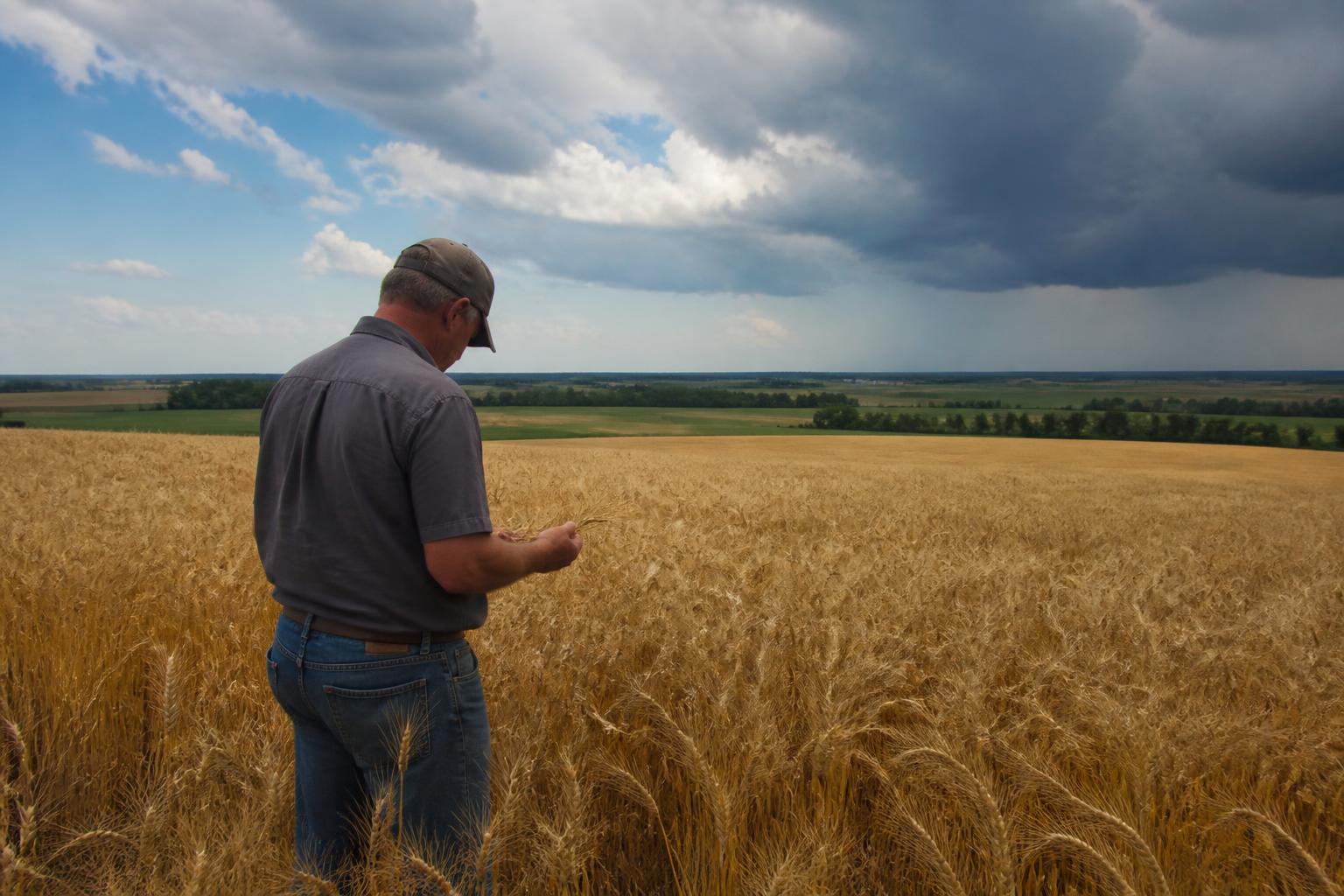 Colorado Grain Outlook: New Wheat Varieties and Storage Decisions Shape the Summer Market