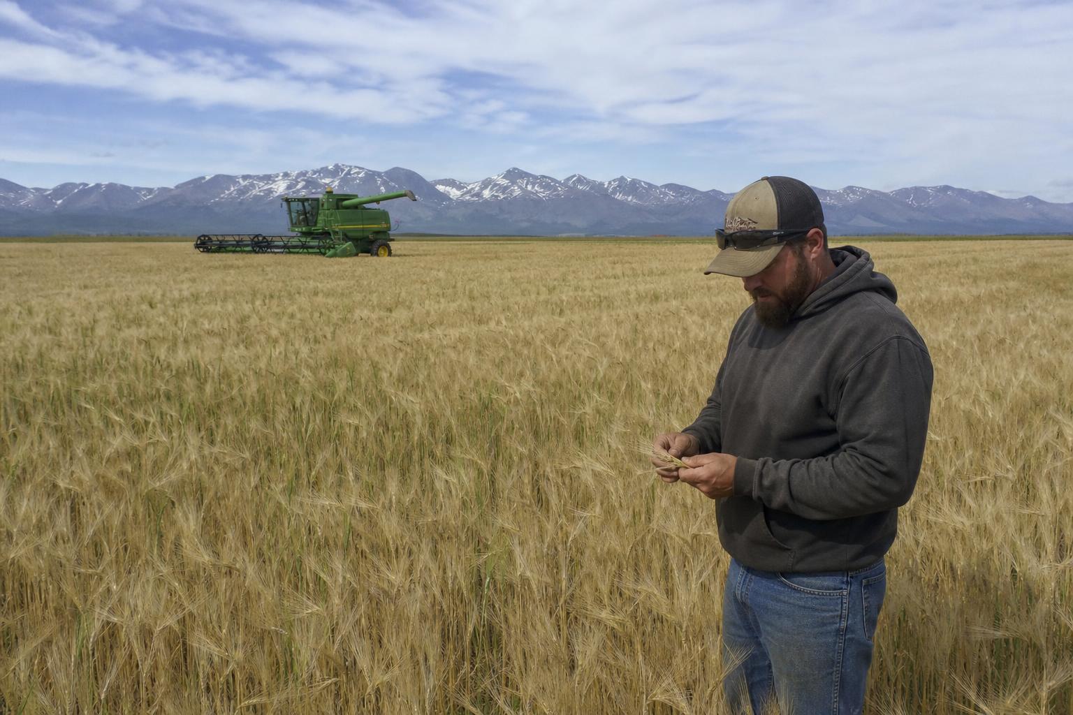 Alaska's Grain Growth: Opportunities and Challenges in the Last Frontier - AgroPost