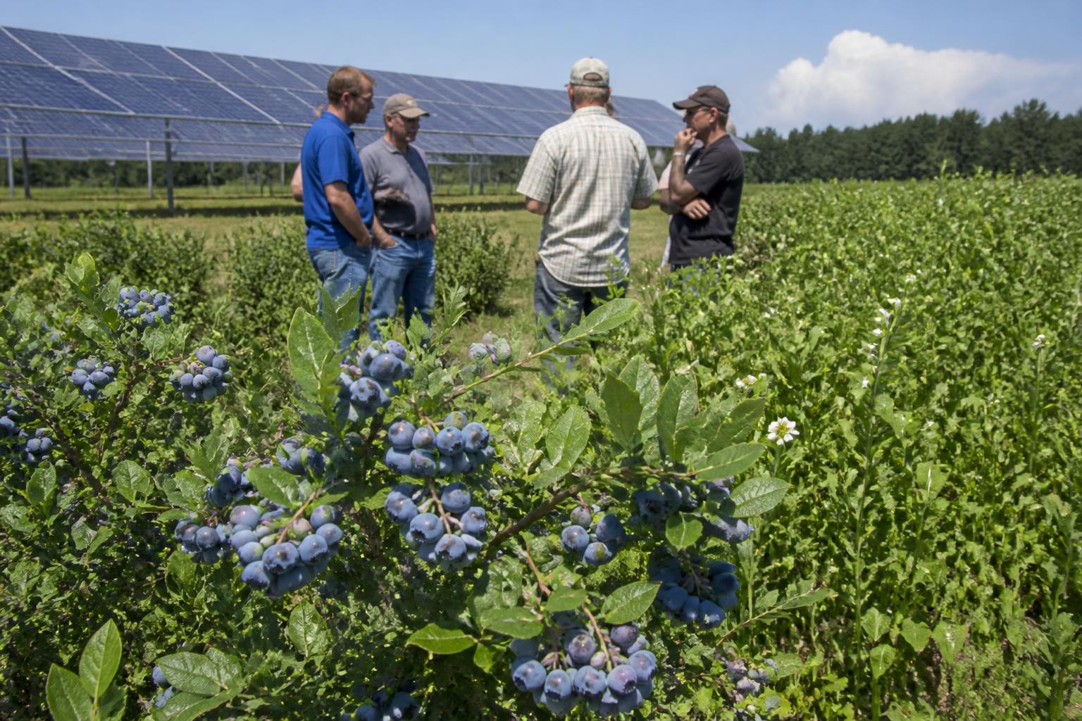Summer Input Precision: Navigating New Jersey Fertilizer Efficiency Under State Crop Emergency