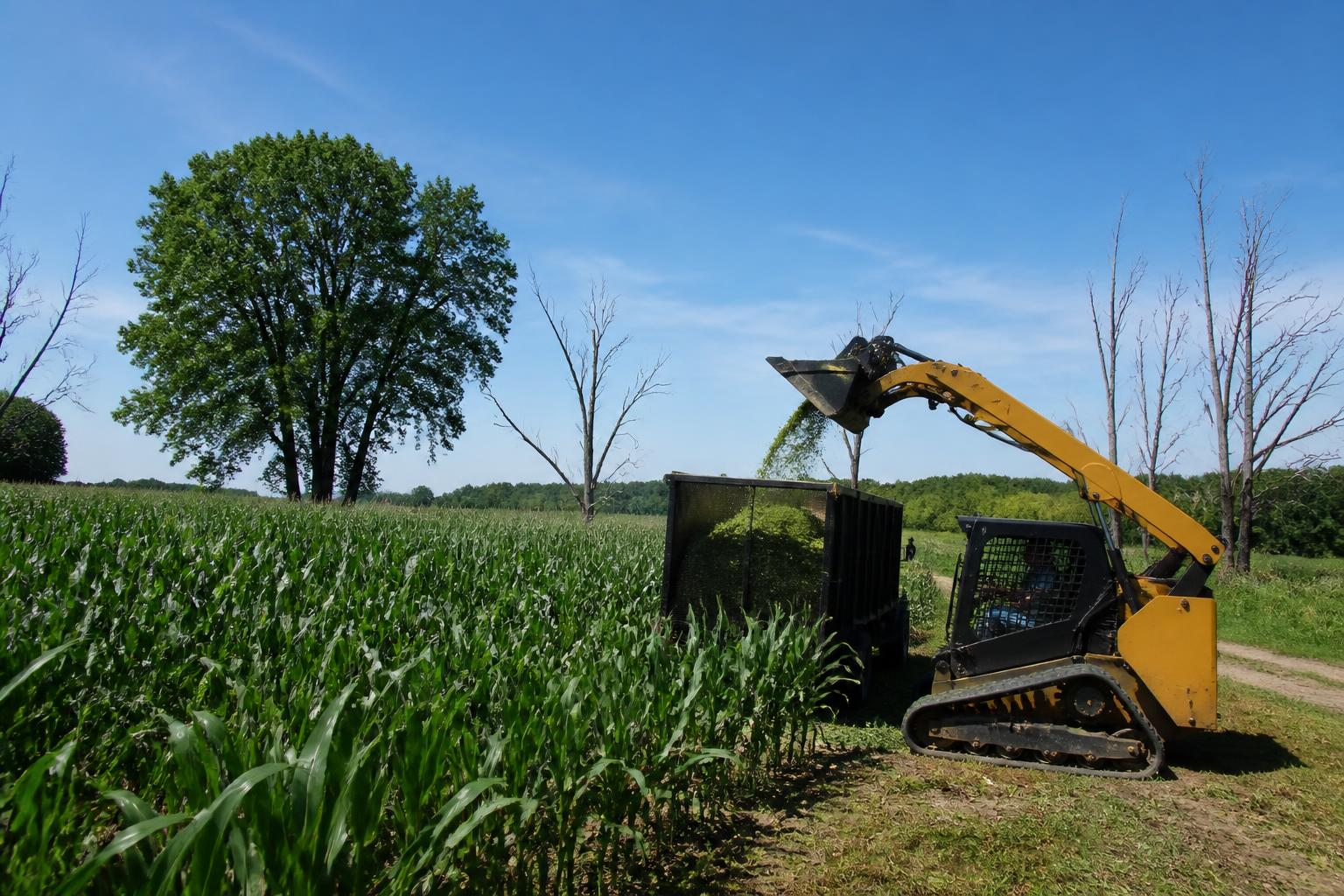 New Hampshire Grain and Feed Trends: Local Production and Conservation Initiatives Shape Summer Markets