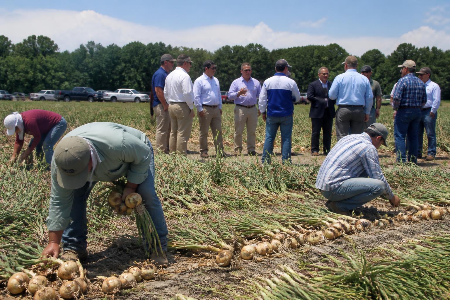 Georgia Fertilizer Strategy: Managing Mid-Summer Volatility with Local Nutrient Alternatives
