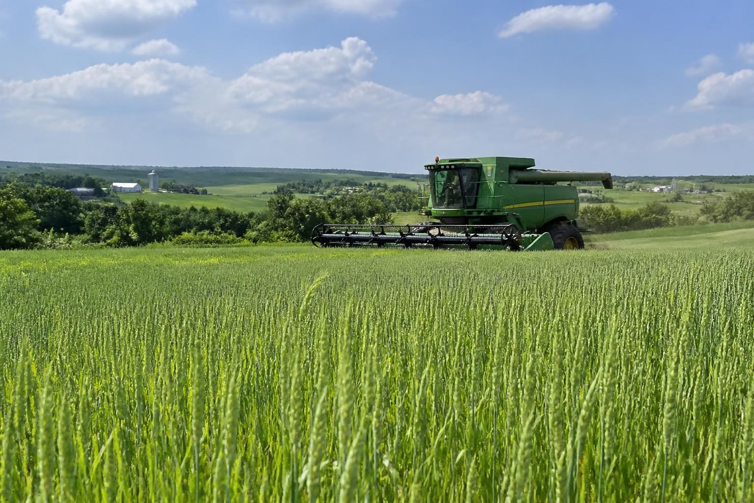 Texas Wheat Market: Balancing Summer Harvest Potential Against Persistent Input Costs