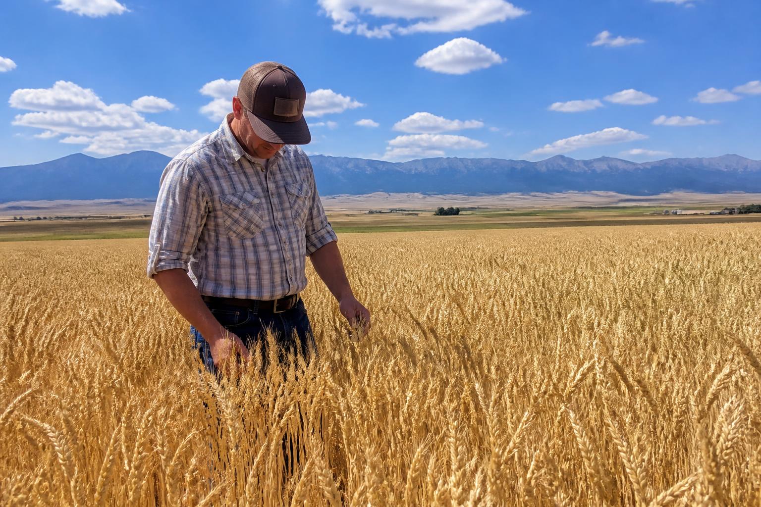 Montana Summer Crop Protection: Balancing New Herbicide Tools and Stewardship