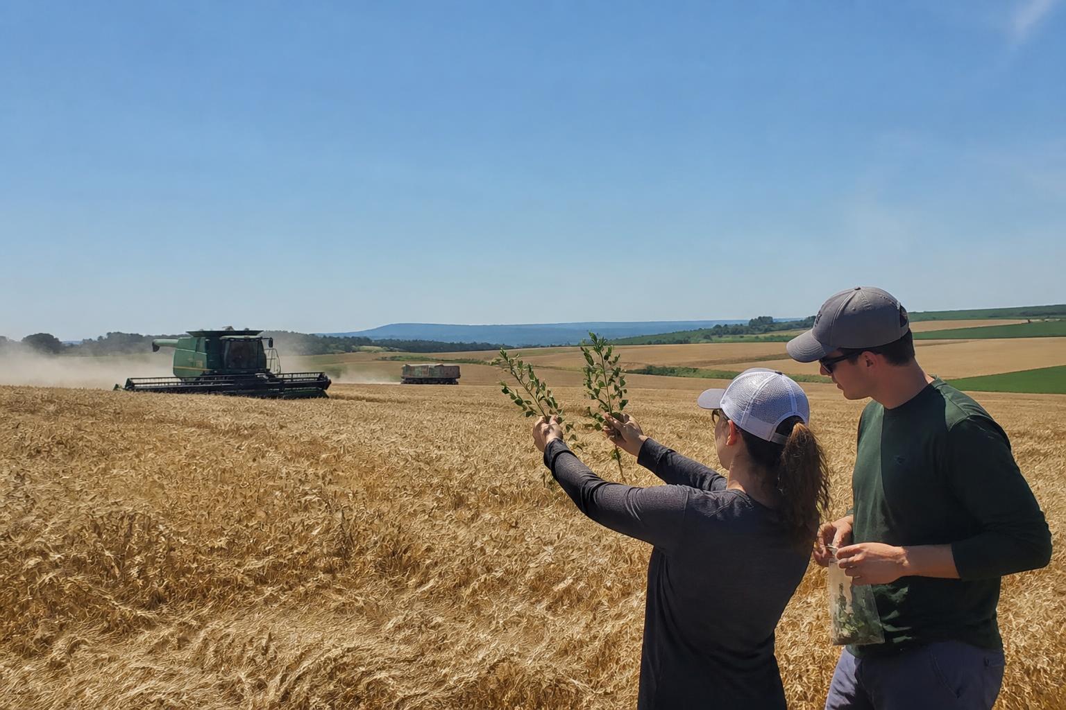 Oregon Dryland Grains: Navigating Summer Production Challenges and Agronomic Innovations