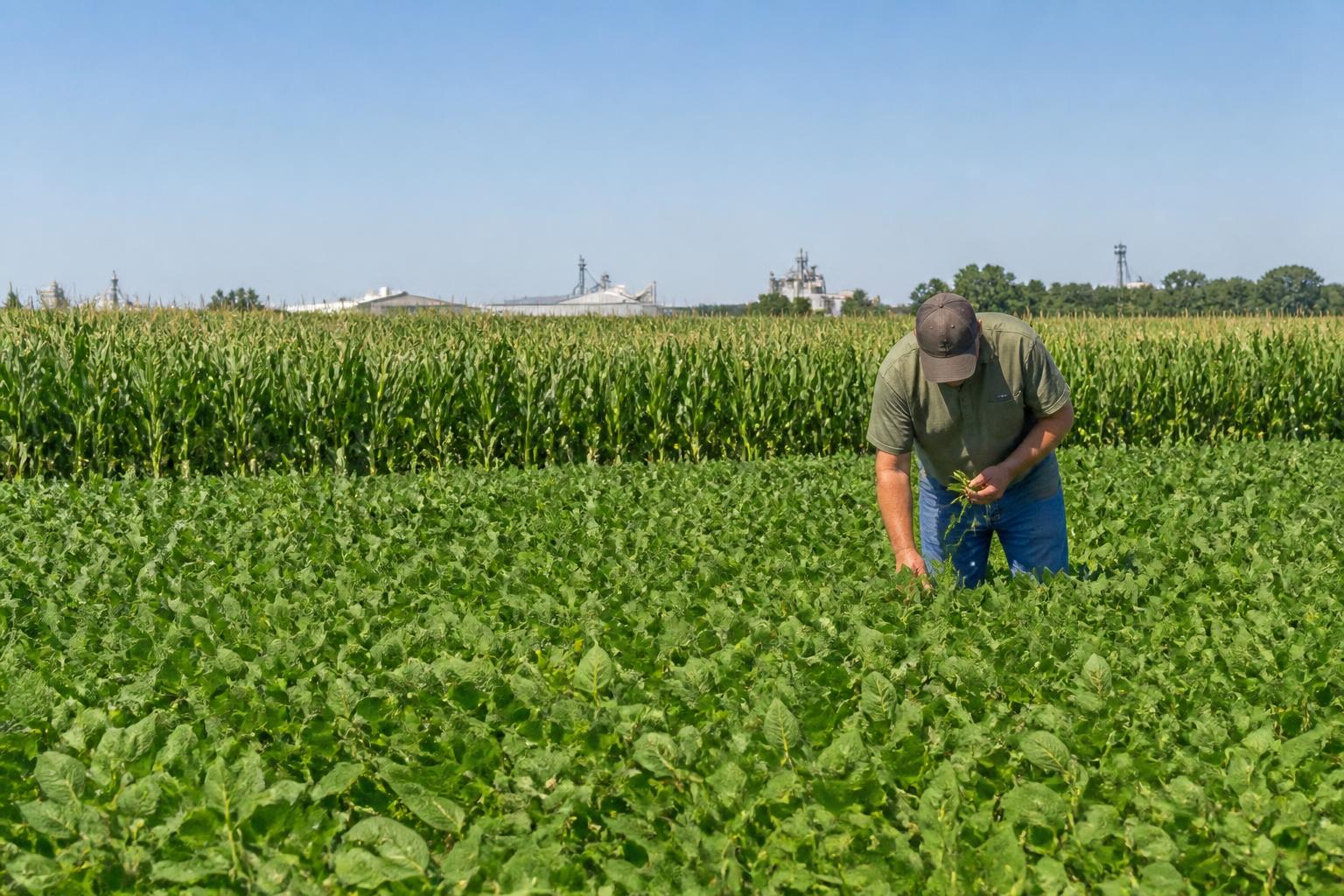 Connecticut Summer Grain Market: Sweet Corn Harvest Begins Amid National Feed Price Shifts