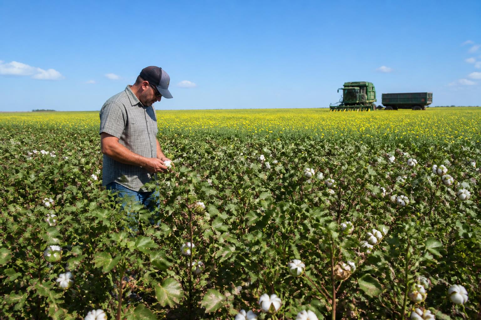 Protection des cultures en Oklahoma : Naviguer dans l'incertitude réglementaire et les pressions des nuisibles estivaux