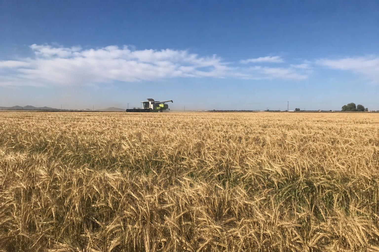 Arizona's Grain Market: Adapting to Change and Opportunity - AgroPost