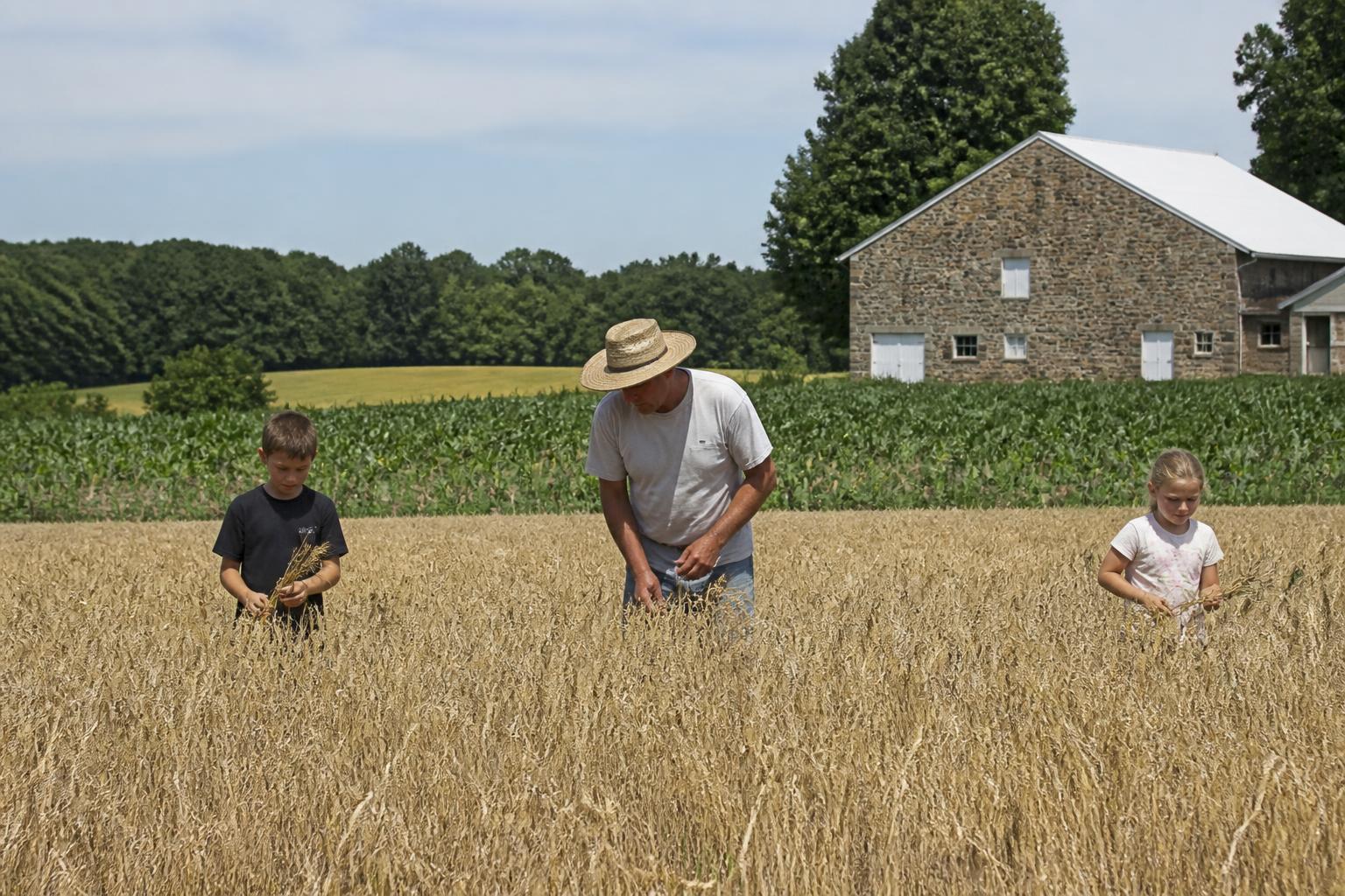 Pennsylvania Winter Wheat Output Rises as Grain Growers Navigate Summer Volatility - AgroPost