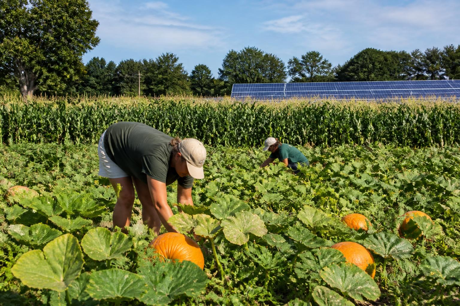 Rhode Island Ag Market: Navigating Coastal Logistics, Energy Shifts, and New Research Funding - AgroPost