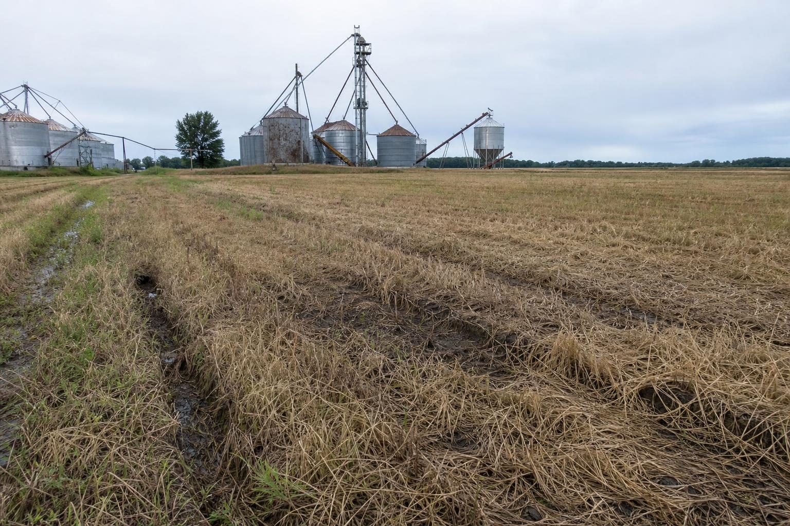 Arkansas Agriculture: Navigating Market Challenges and Opportunities - AgroPost