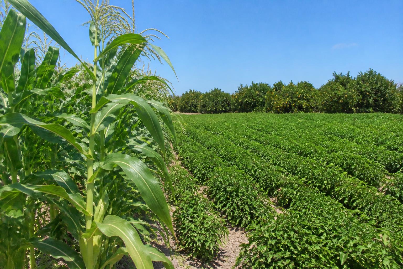 Florida Grain and Feed Markets: Summer Supply Shifts, Logistics Expansions, and Policy Worries - AgroPost