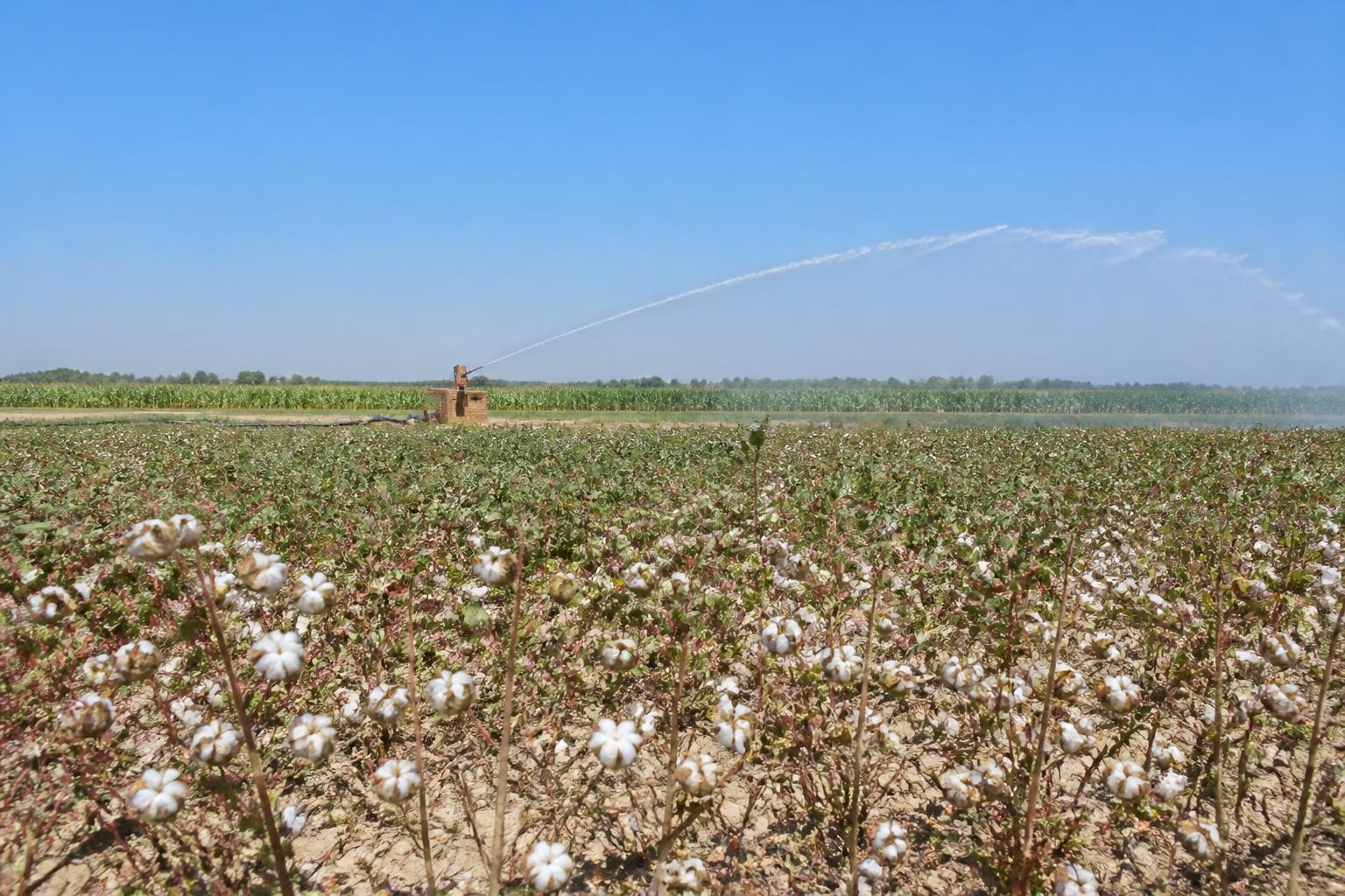 Louisiana Grain Outlook: Navigating Summer Weather Extremes and Shifting Crop Acreage - AgroPost