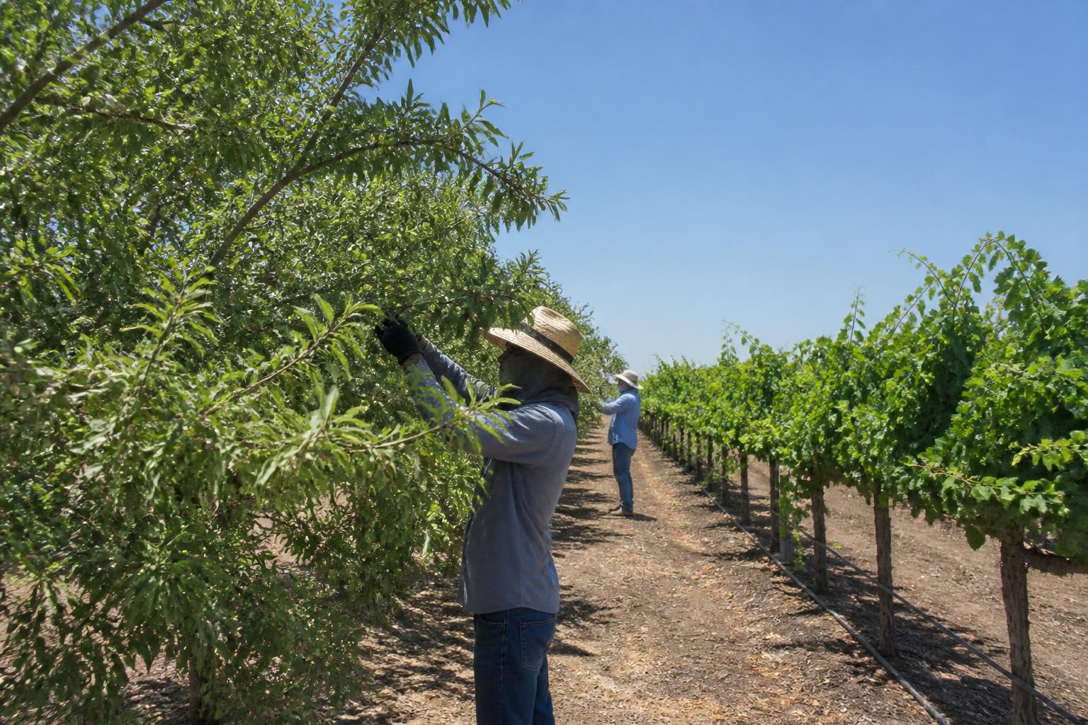 California Fertilizer and Input Market: Managing Summer Price Volatility and Slow Logistics Recovery - AgroPost