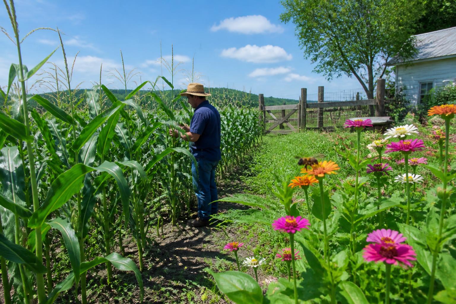 Kentucky Crop Protection: Defending Fields Against Biosecurity Risks and Summer Pests - AgroPost