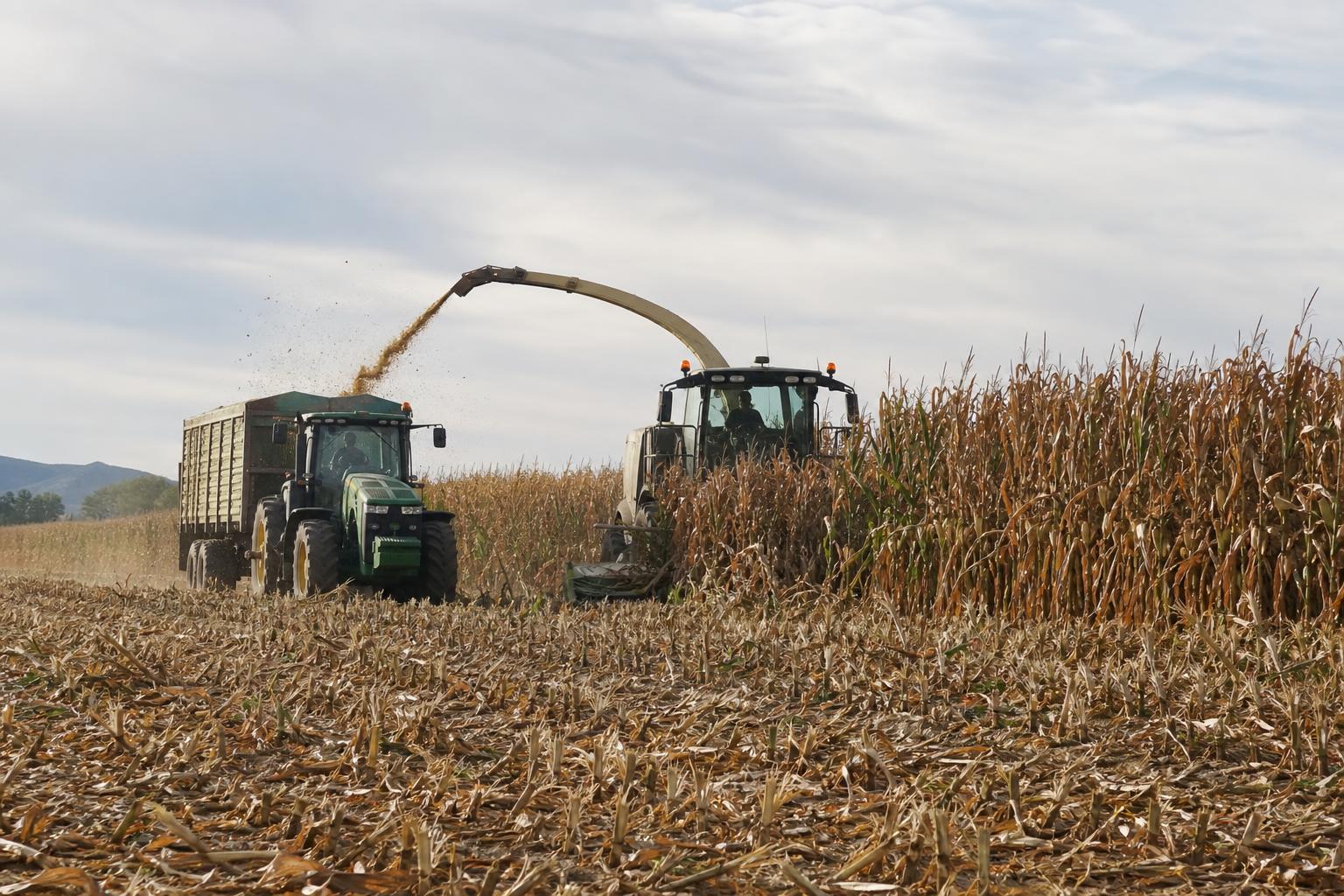 California's Grain Market: Navigating Record Production and Export Potential - AgroPost