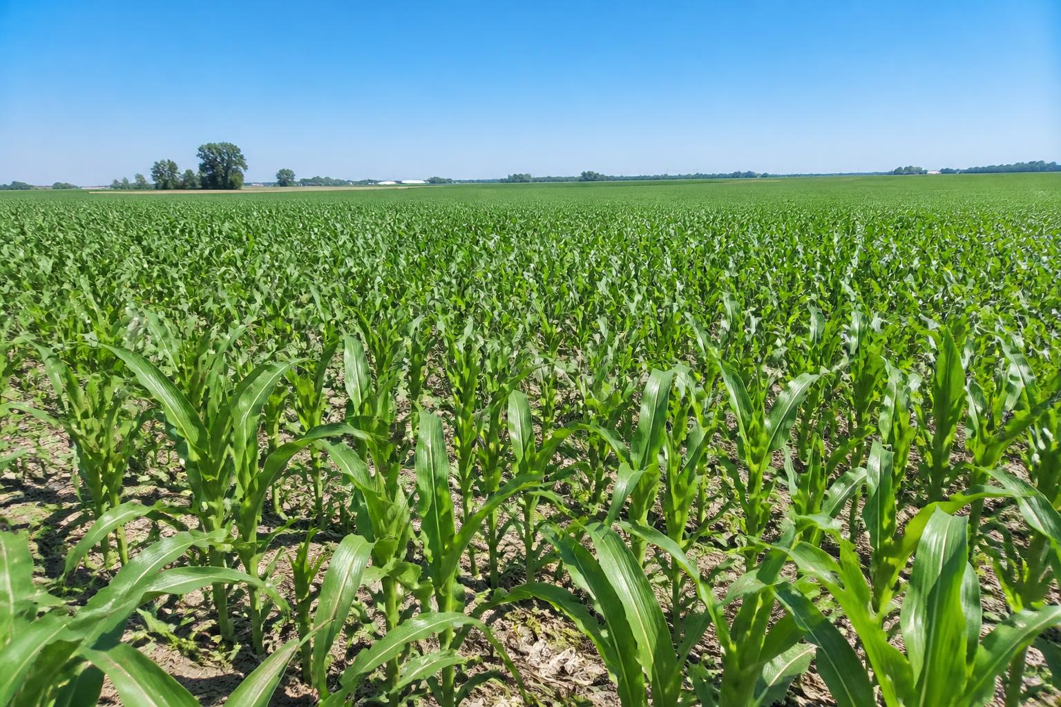 Precision Agriculture and Yield Optimization: Maximizing Alabama's Summer Crop Potential - AgroPost
