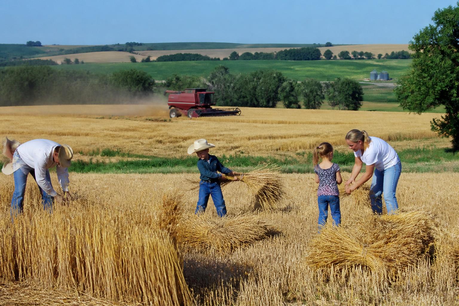 Kansas Harvest Pressures: Managing Storage Shortages and Input Price Shocks - AgroPost