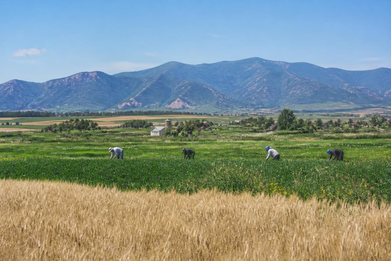 Balancing Crop Protection and Environmental Sensitivity in Utah Fields - AgroPost