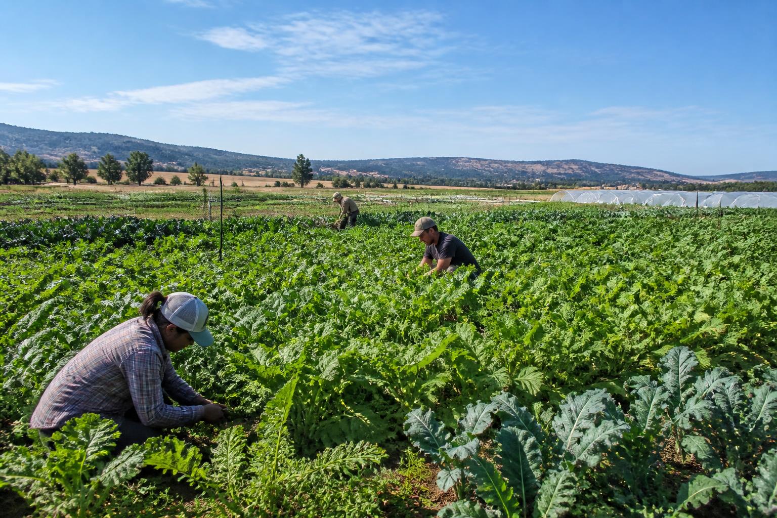 Oregon Crop Adaptations: Navigating Climate Realities and Shifting Markets - AgroPost