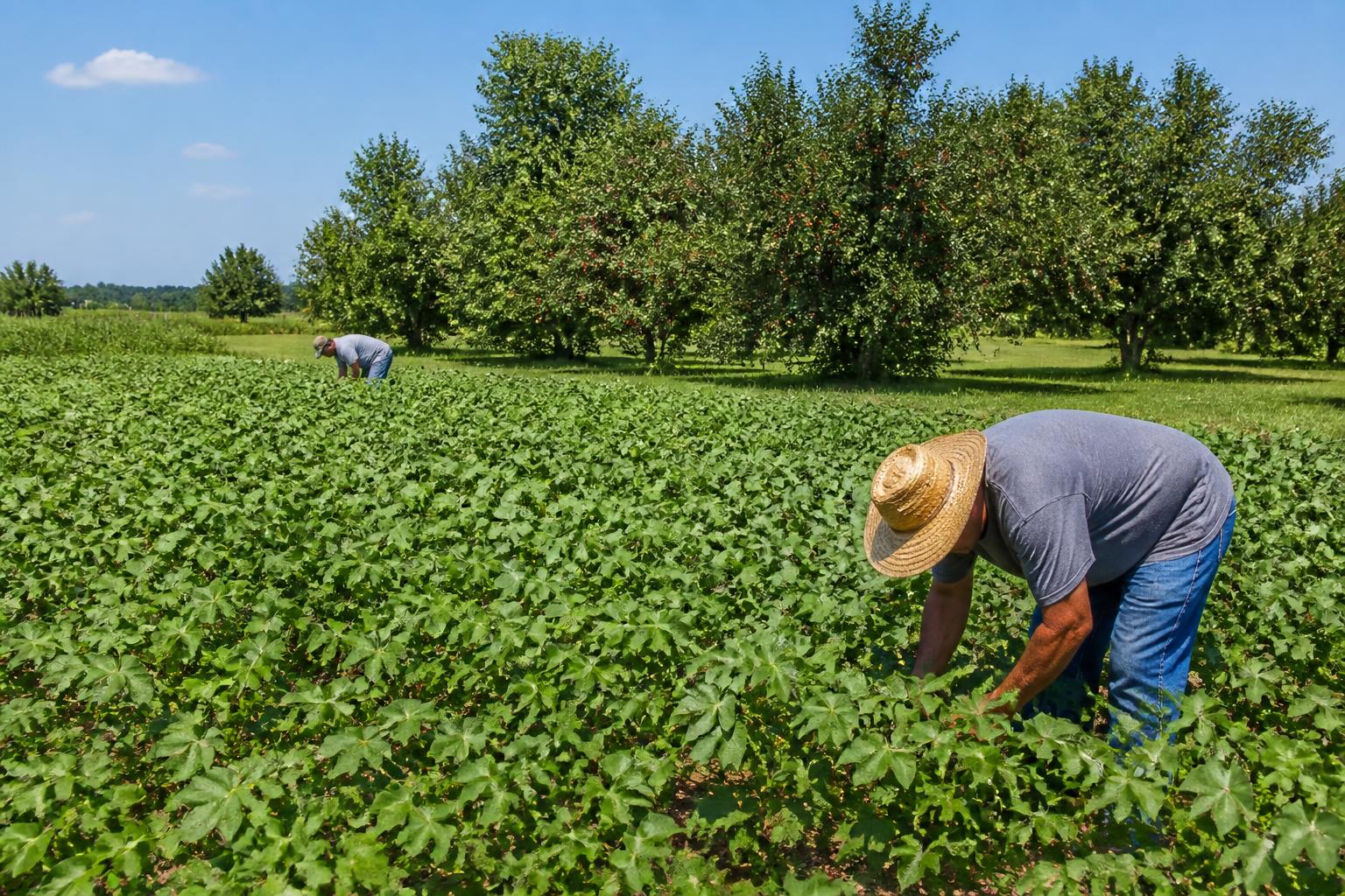 Arkansas Crop Protection: Mancozeb Acquisition and Shifting Acreage Reshape Delta Input Strategies - AgroPost