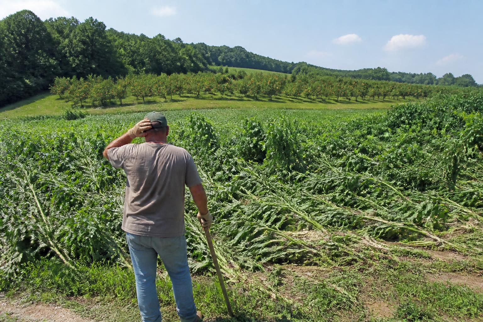 Massachusetts Agricultural Logistics: Navigating Summer Weather Disruptions and Regional Distribution Channels - AgroPost