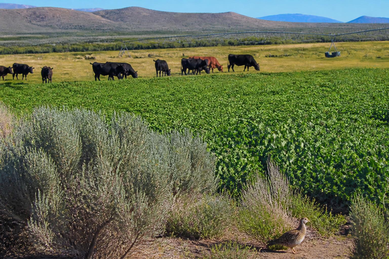 Nevada's Organic Phosphate Developments Drive Shift Toward Domestic Fertilizer Supply - AgroPost