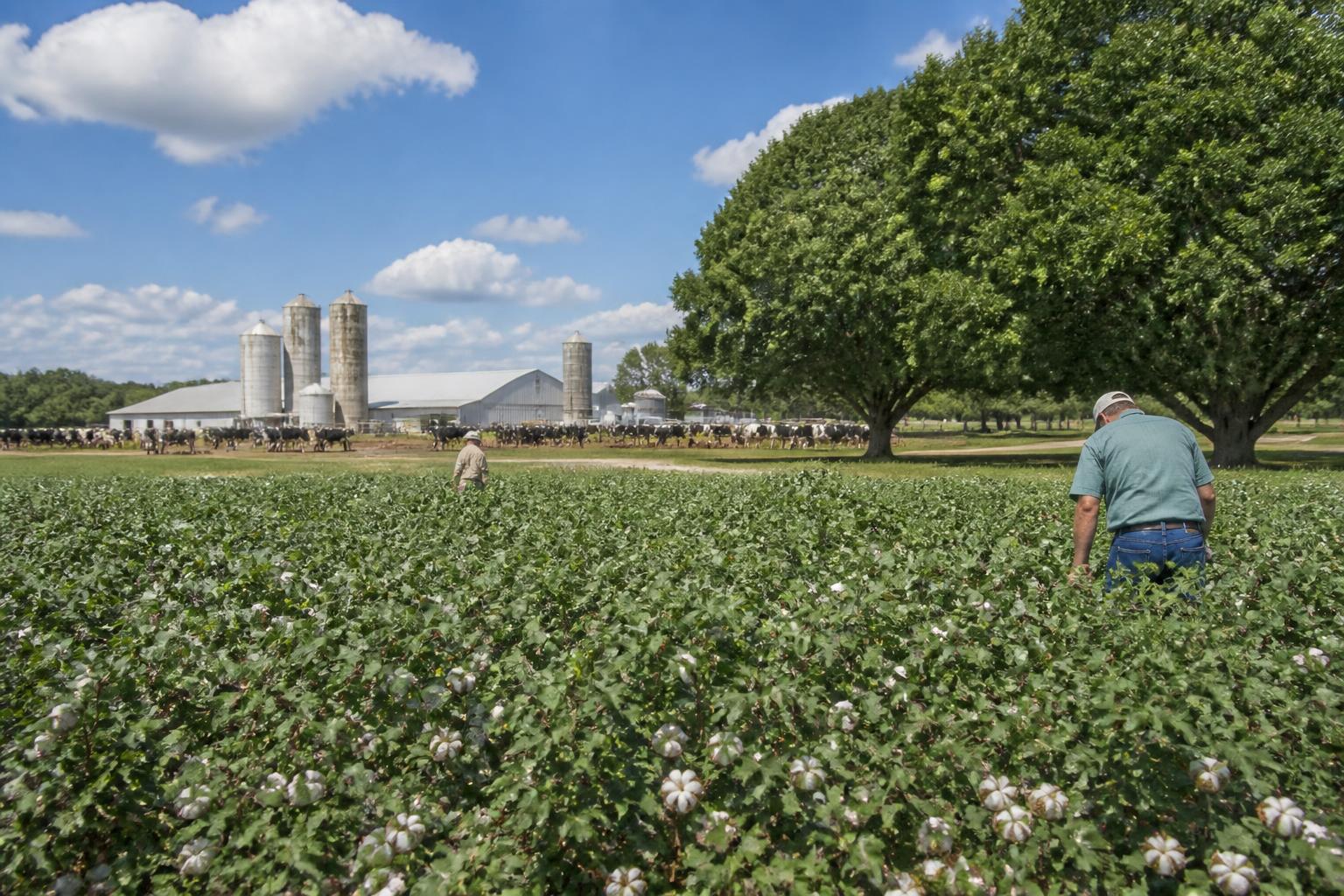 Georgia Crop Protection: Managing Foliar Disease and Invasive Pests in South Georgia - AgroPost