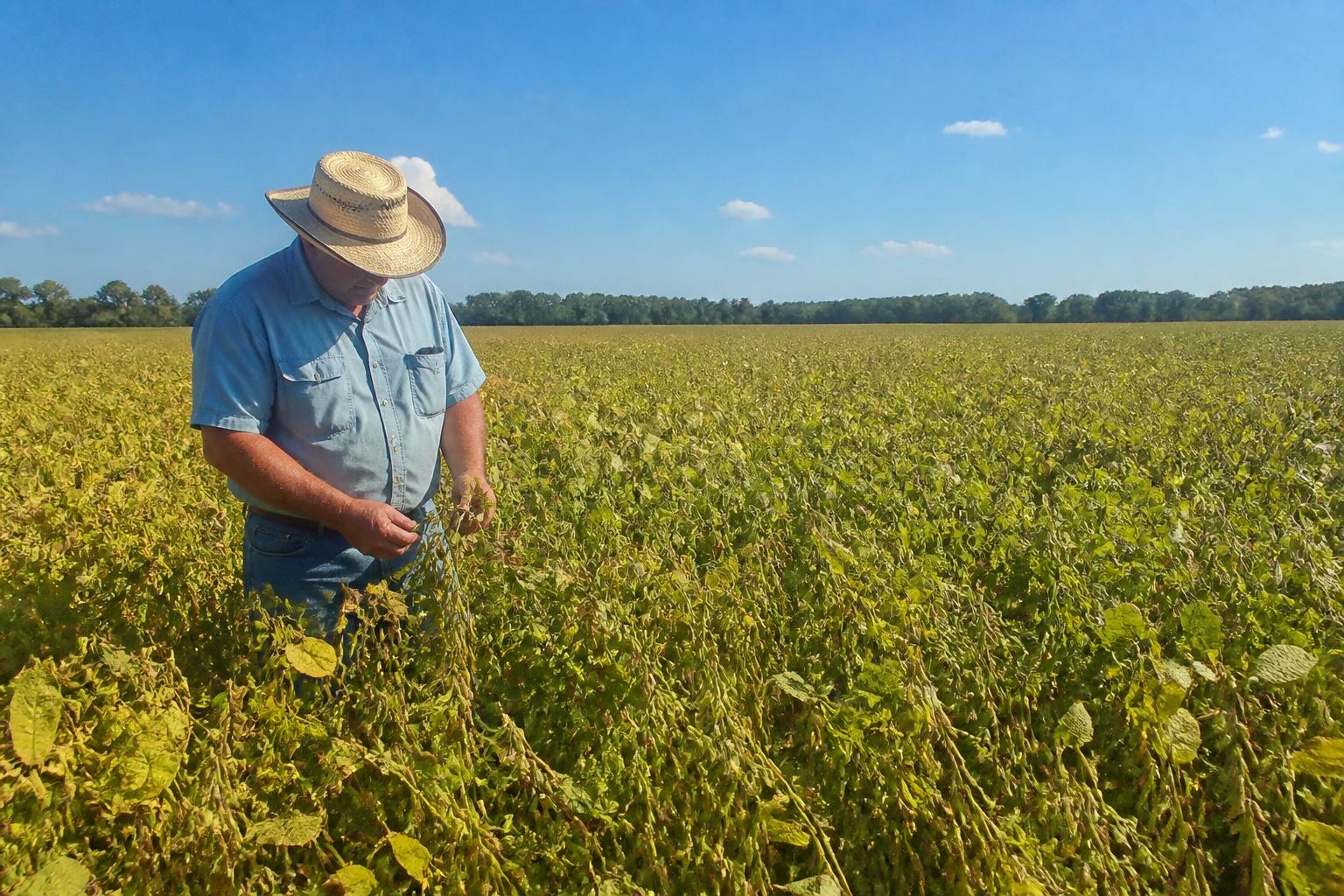 Mississippi Crop Protection: Why Delta Growers Are Rethinking Double Fungicide Sprays This Summer - AgroPost