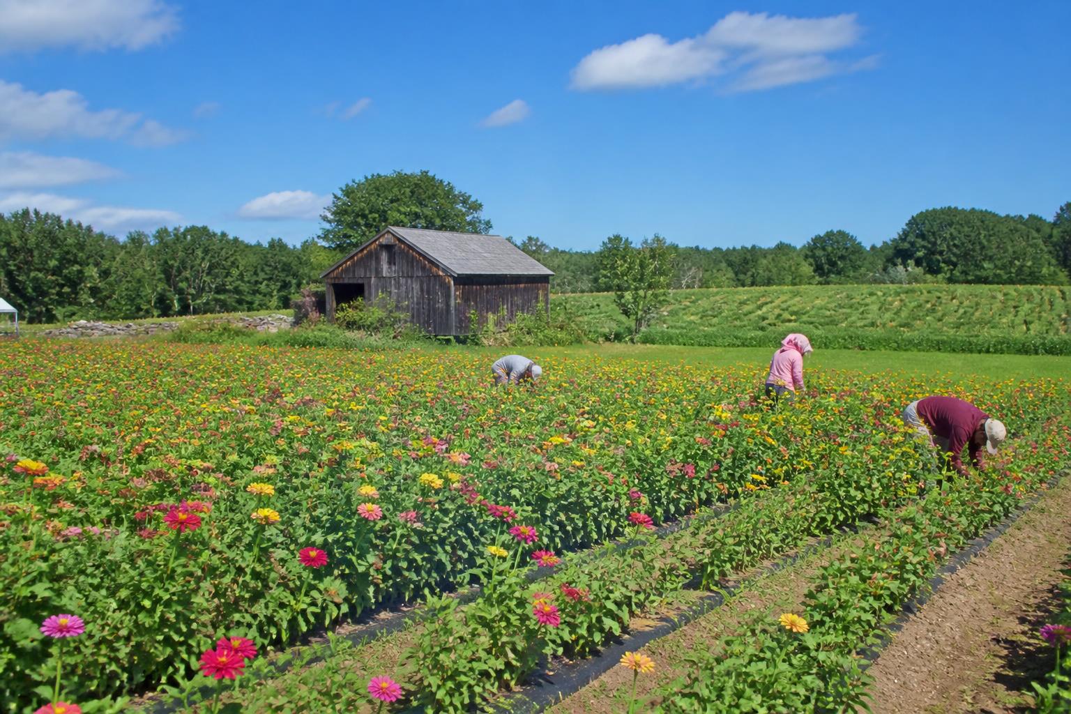 Rhode Island Grain and Feed Market: Navigating Summer Weather and Regional Supply Chains - AgroPost