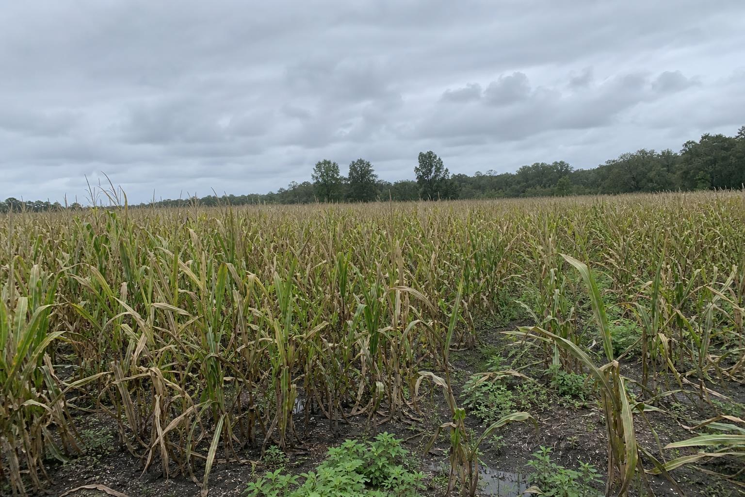 Florida's Agricultural Markets: Current Trends and Future Insights - AgroPost