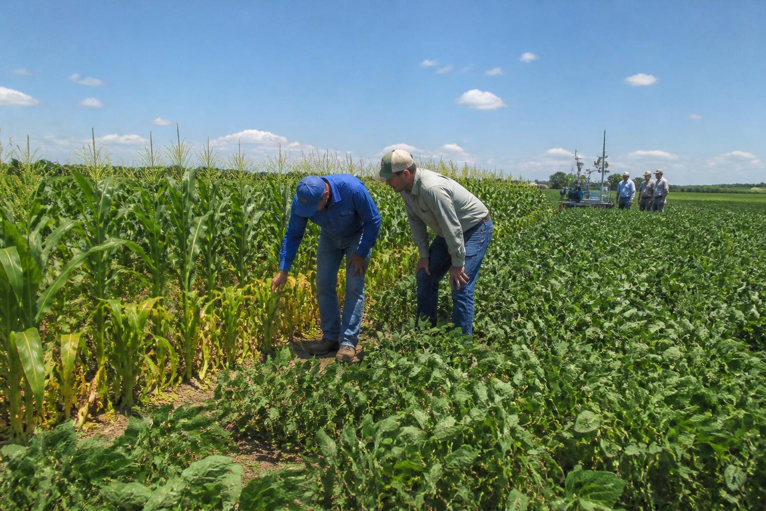 Texas Crop Protection: Navigating Corn Stunt Disease and Seed Innovations - AgroPost