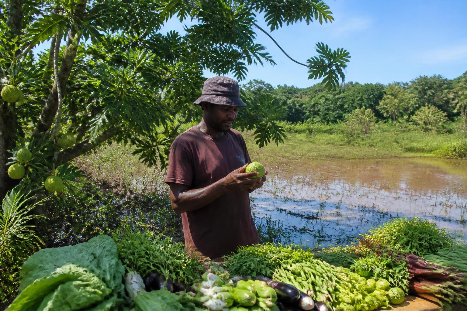 Hawaii Nutrient Management: Overcoming Supply Chain and Weather Disruptions - AgroPost