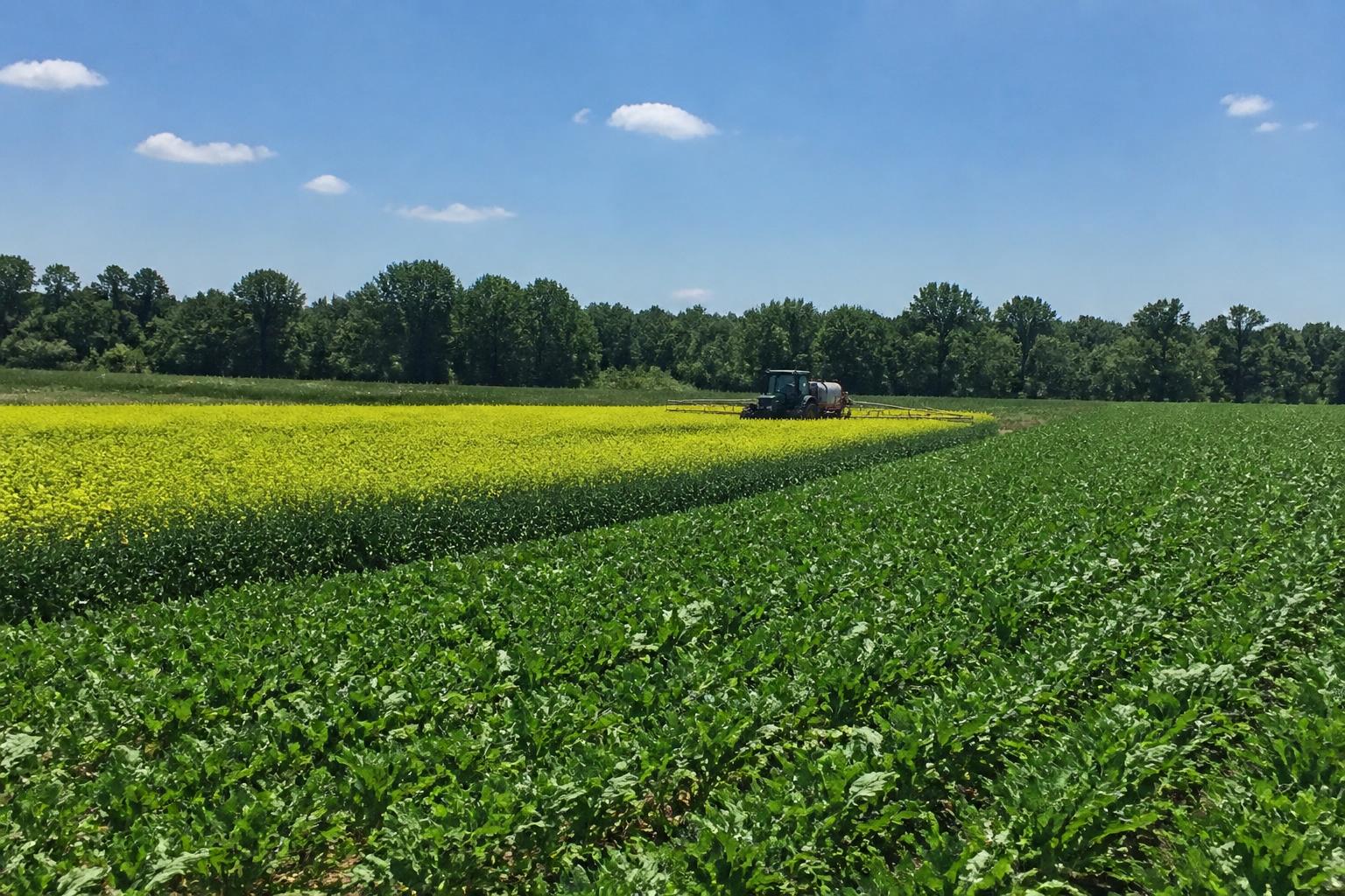 Crop Rotation and Nutrient Precision: Navigating North Carolina's Summer Agronomy Decisions - AgroPost