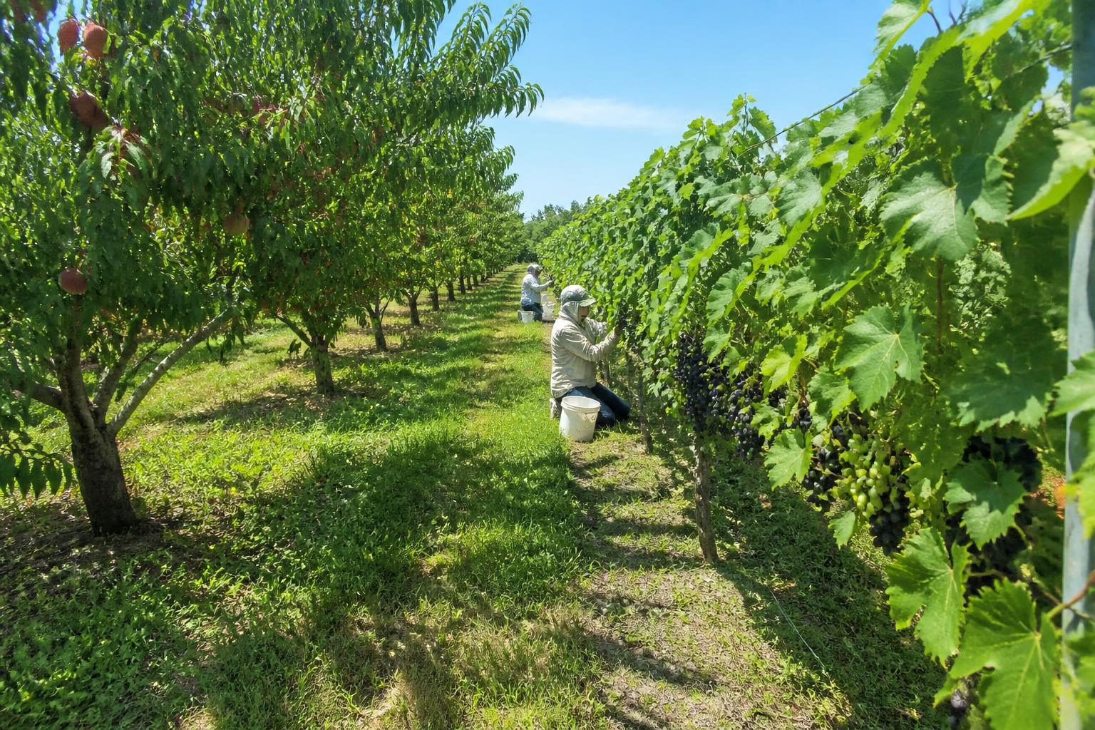 Vermont Grain and Feed Market: Adapting to Input Bans and Shifting Dairy Demand - AgroPost