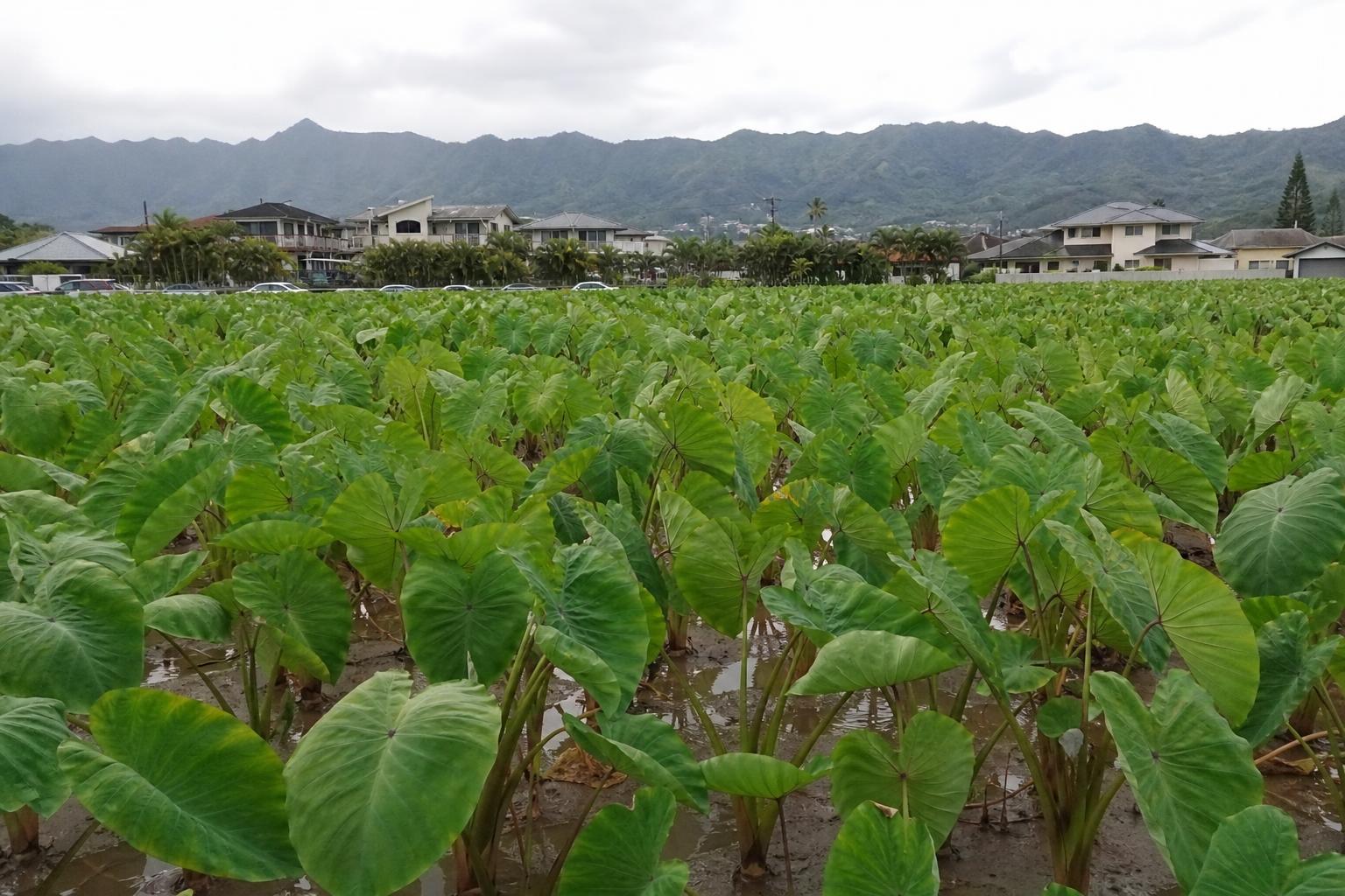 Hawaii's Agricultural Ambitions: Navigating Local Production and Market Dynamics - AgroPost