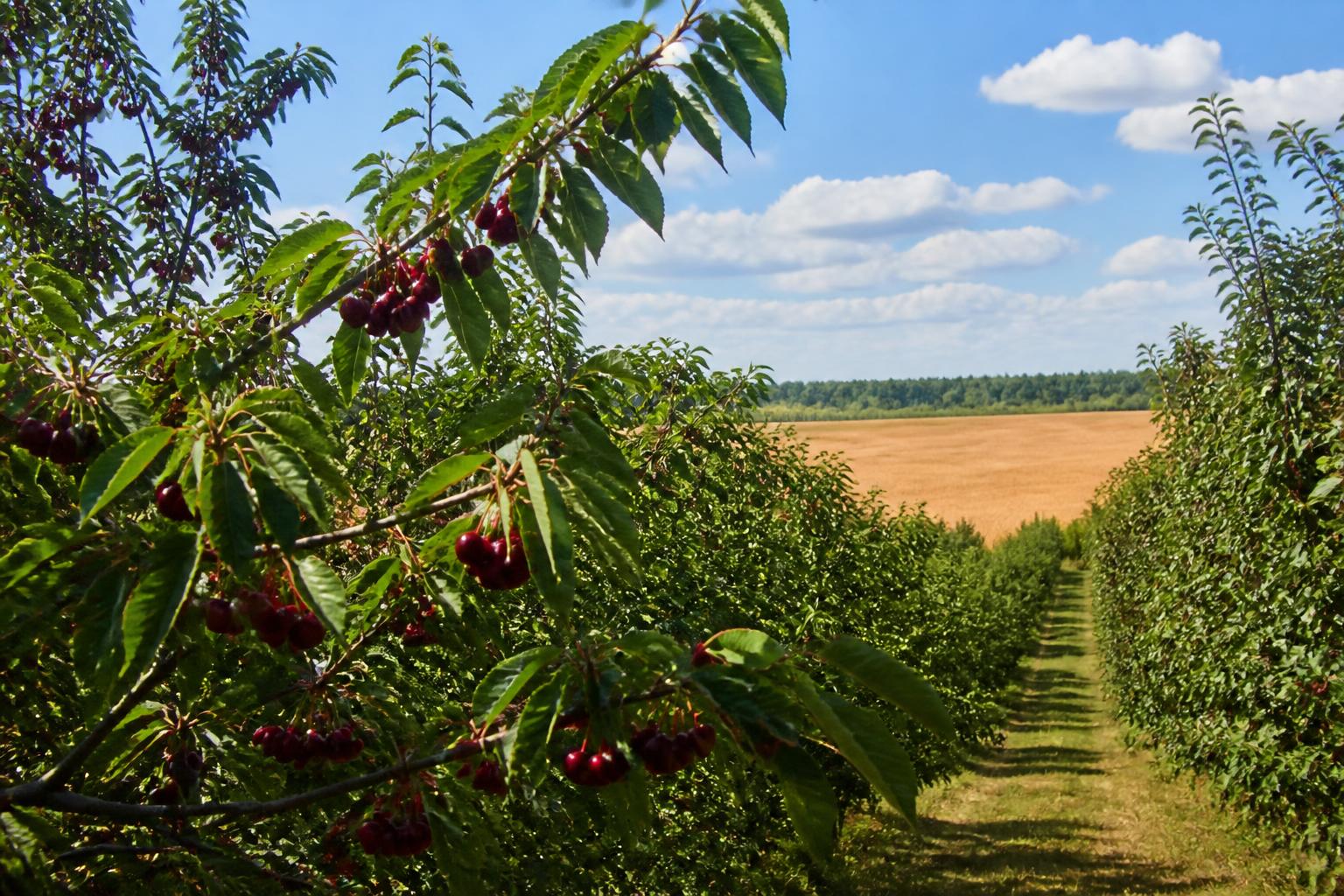 Michigan Specialty Crops and Grains Face Critical Summer Protection Decisions - AgroPost