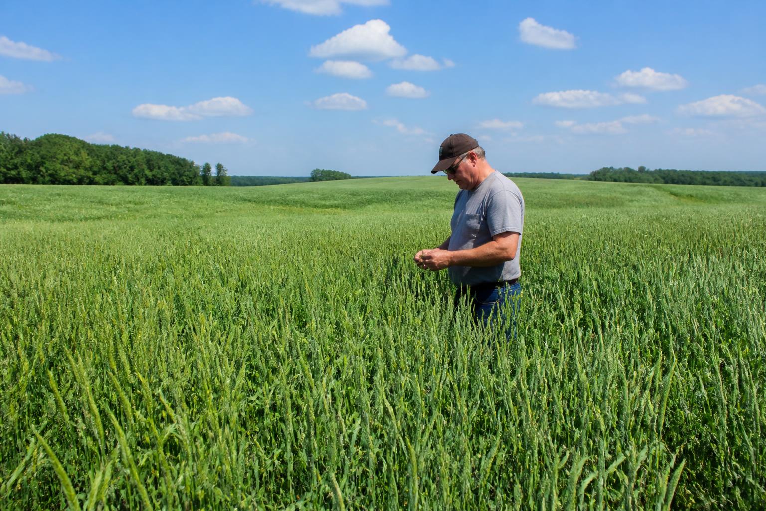 Minnesota Grain Market Brief: Navigating Pest Pressures, Trade Uncertainty, and Summer Sales Strategies - AgroPost
