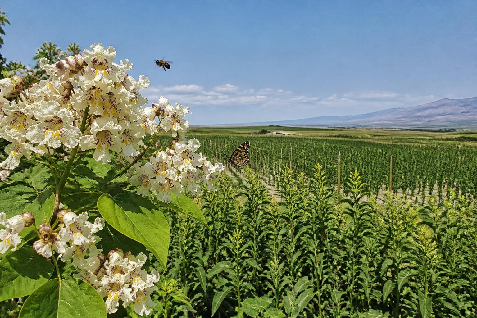 High-Desert Stewardship: Nevada's Crop Protection Strategies Adapt to New Wildlife Rules and Resilient Crops - AgroPost