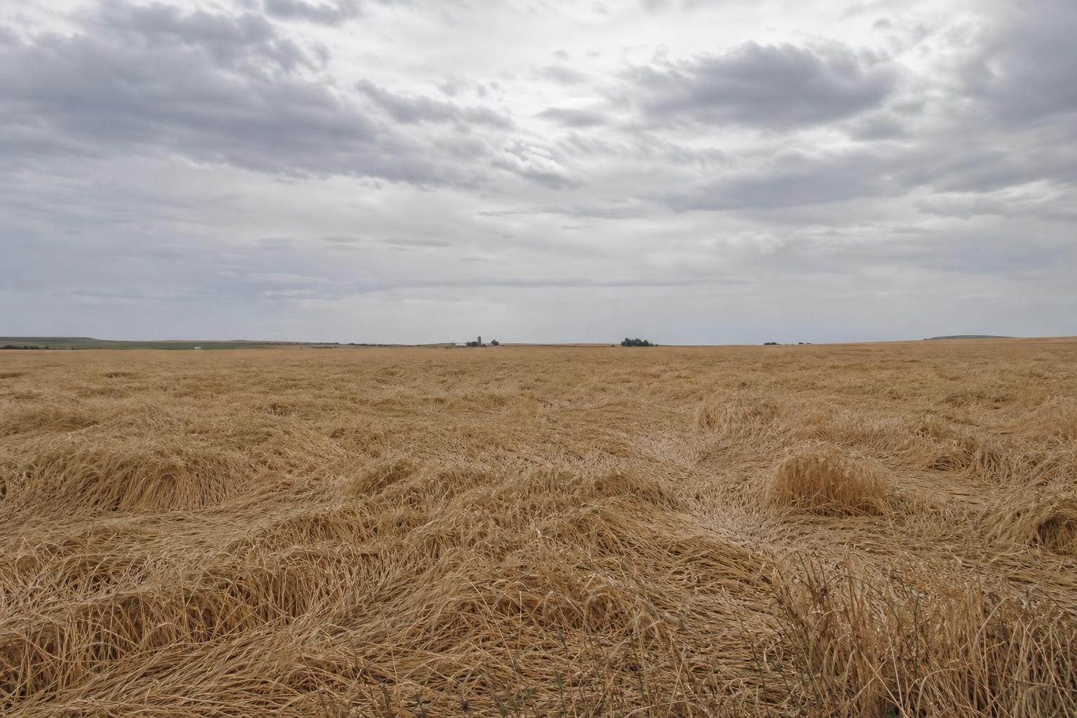 Idaho Wheat Market Faces Challenges and Opportunities Amid Environmental Hurdles - AgroPost