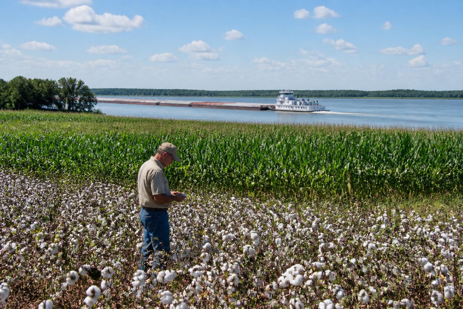 Mississippi Grain Market Faces Dual Pressure from River Logistics and Softening Land Values - AgroPost