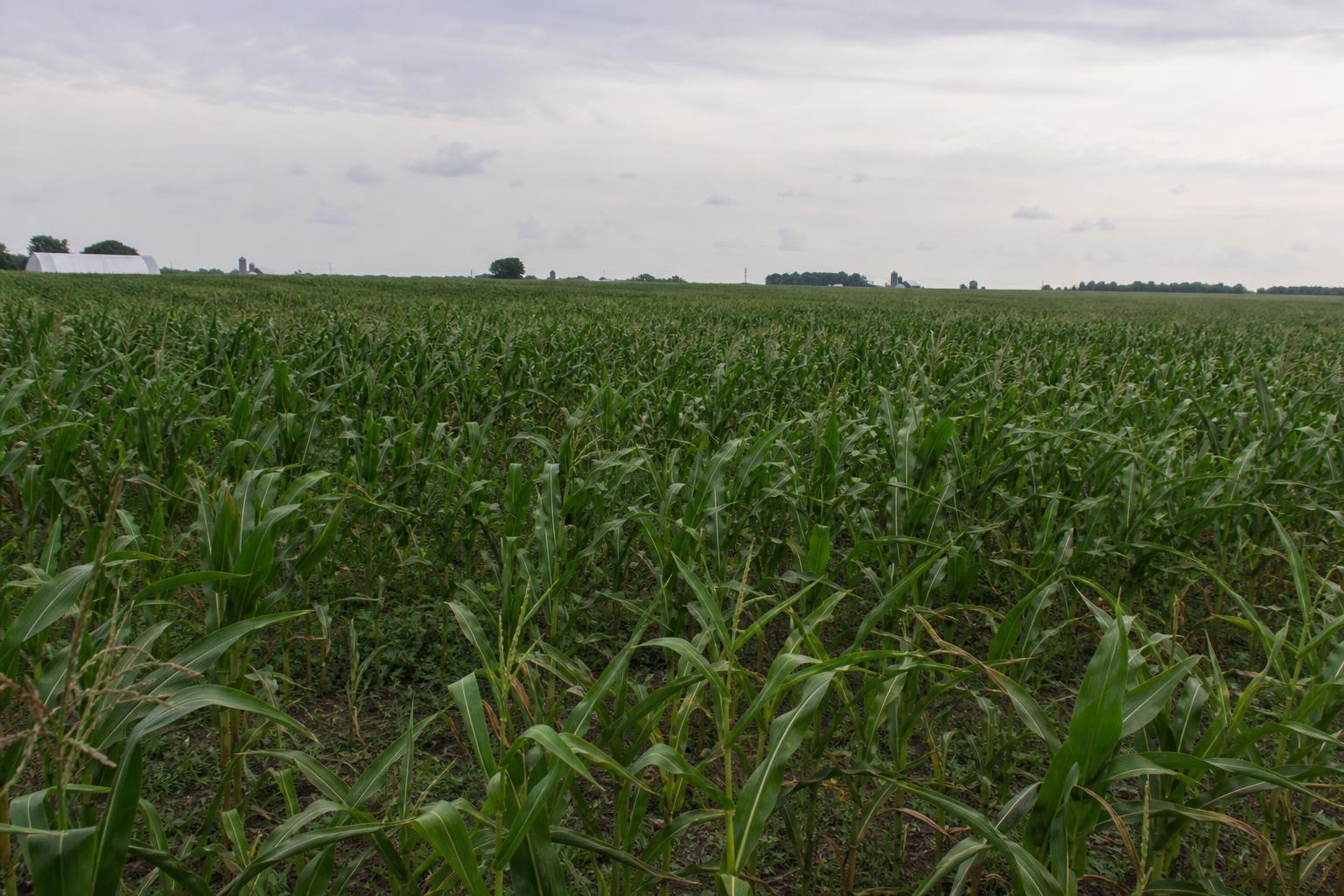 Navigating Illinois Grain Markets Amid USDA Forecast Adjustments - AgroPost