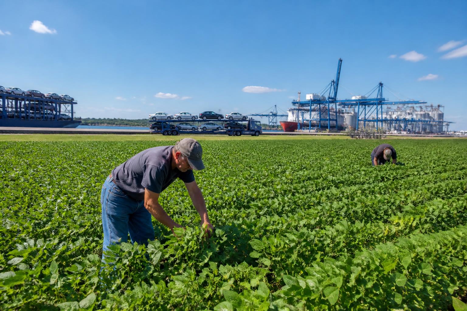 Michigan Agricultural Update: Navigating the Row Crop Squeeze, New Port Opportunities, and Food Hub Developments - AgroPost