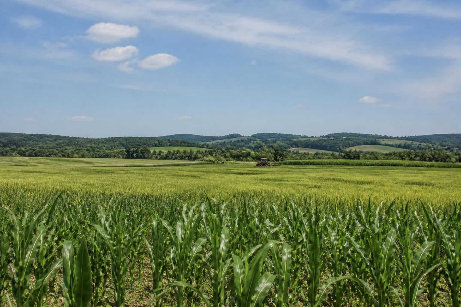 New Mexico Grain and Feed Markets Adapt to Summer Trade Shifts and Water Realities - AgroPost