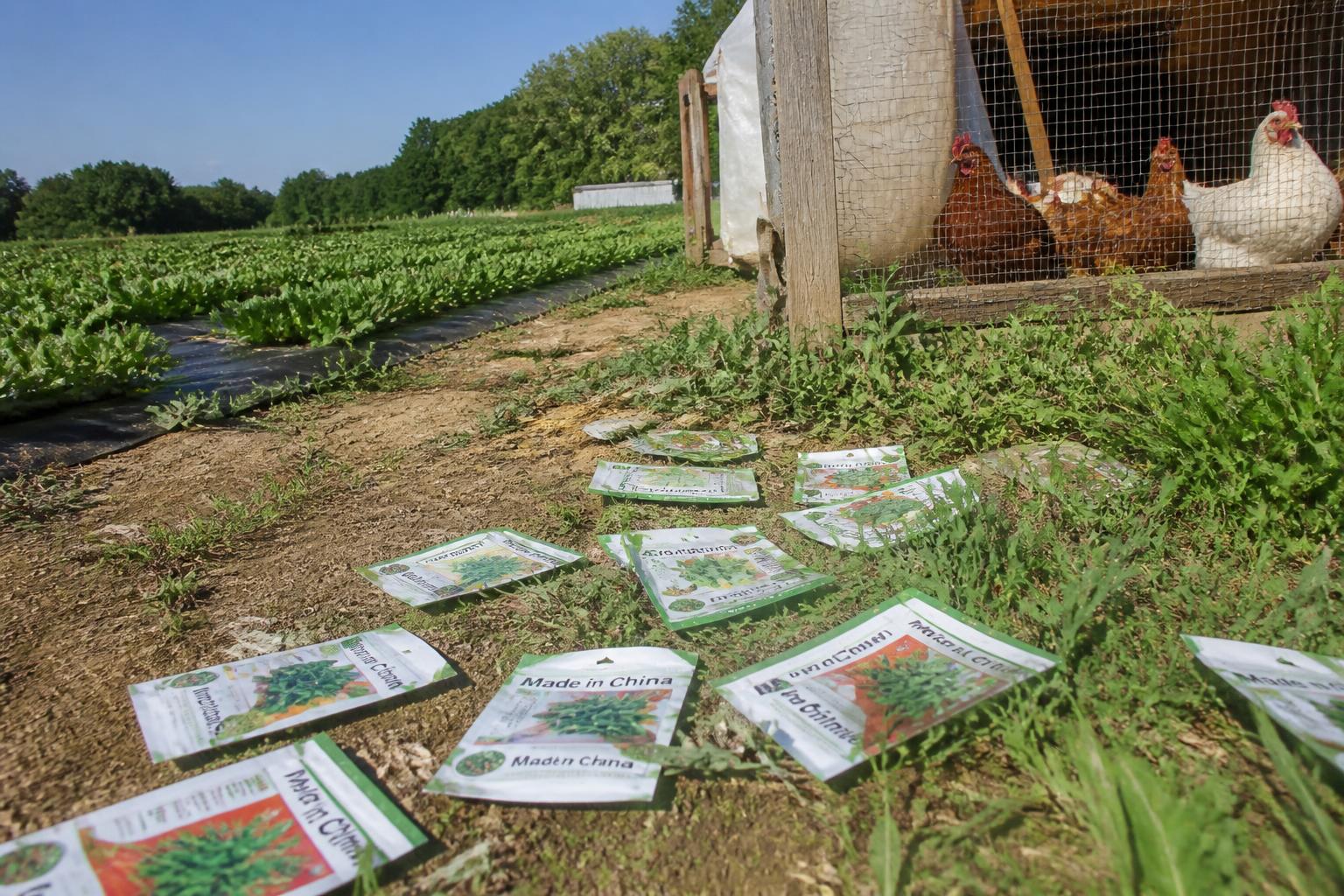 Virginia Poultry Growers and Grain Exporters Face Evolving Regulatory and Market Rules - AgroPost