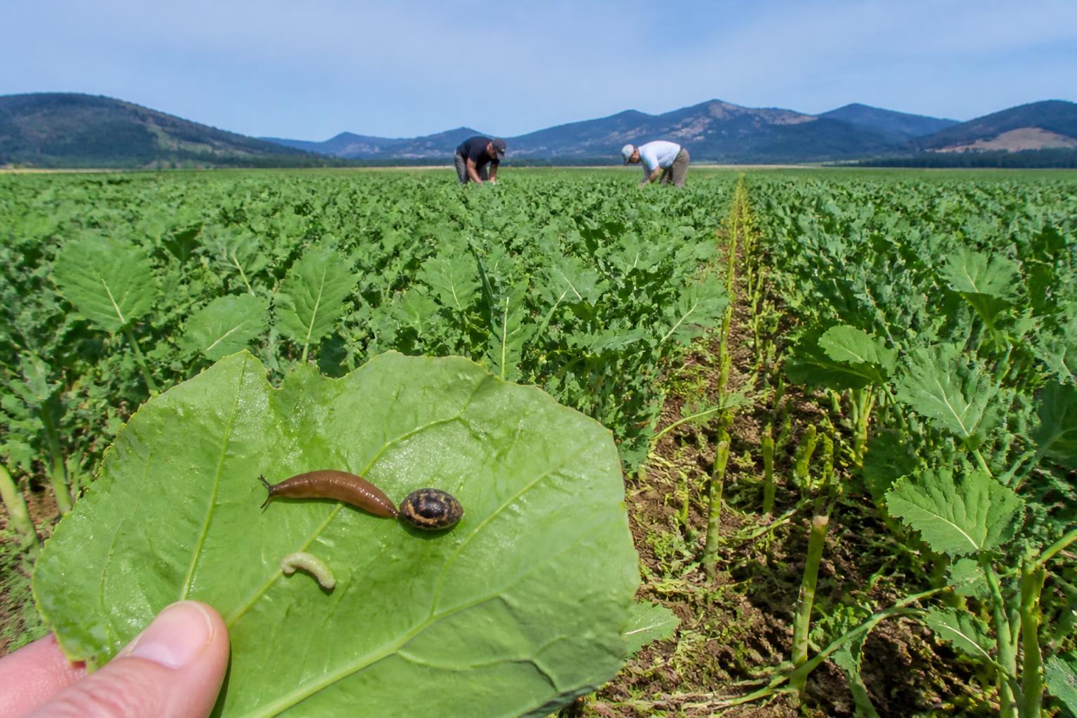 Oregon Crop Protection: New Biological Tools for Slug Management as Canola Limits Remain Locked