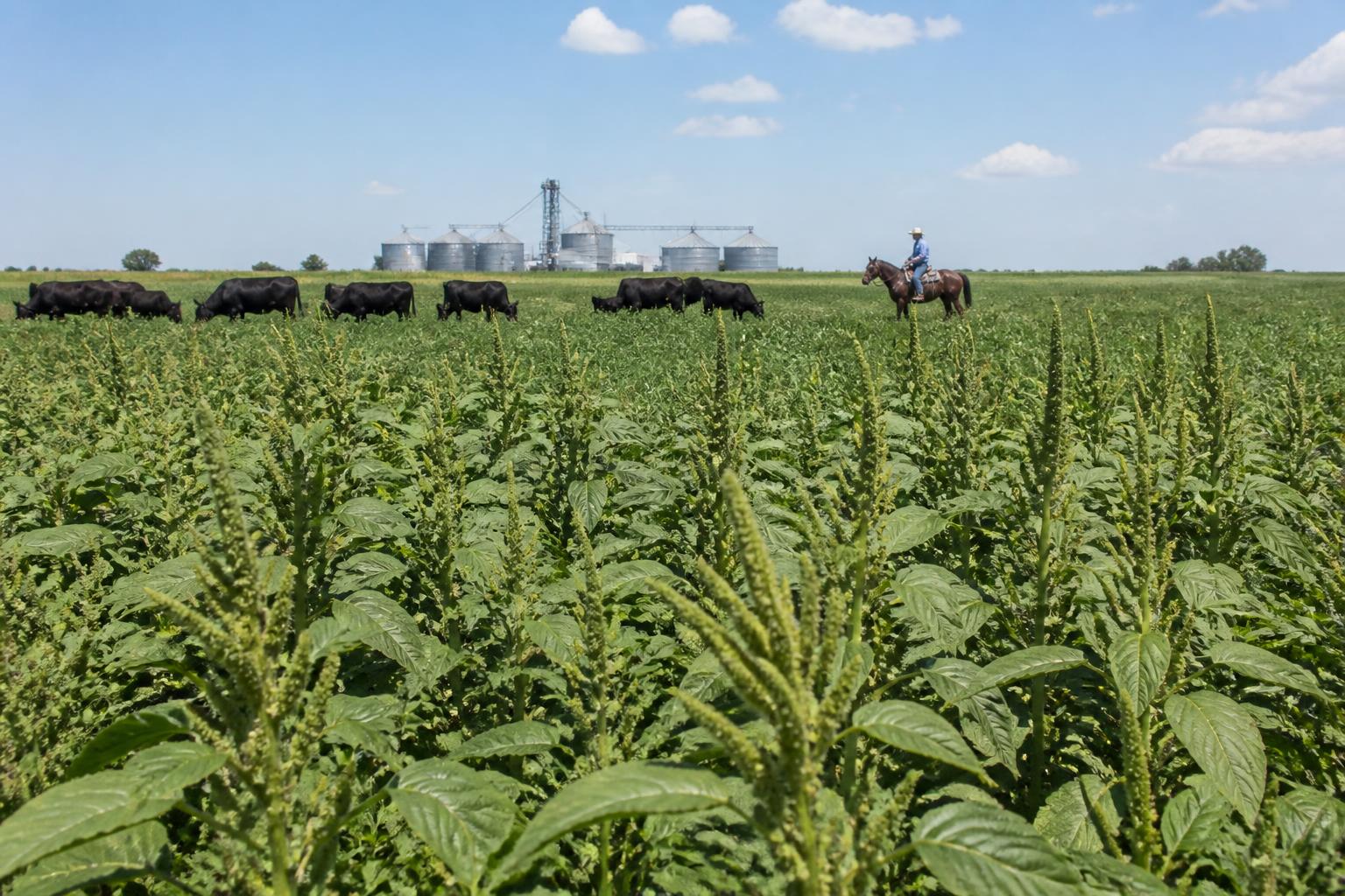 North Dakota Fertilizer Market: Rising MAP Prices Drive Focus on Local Nitrogen Proposals - AgroPost